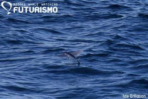 Flying Fish Fact Sheet Azores Whales