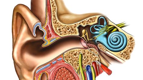 Tras Los Pasos De Una Cura Para La Sordera Investigaci N En Salud