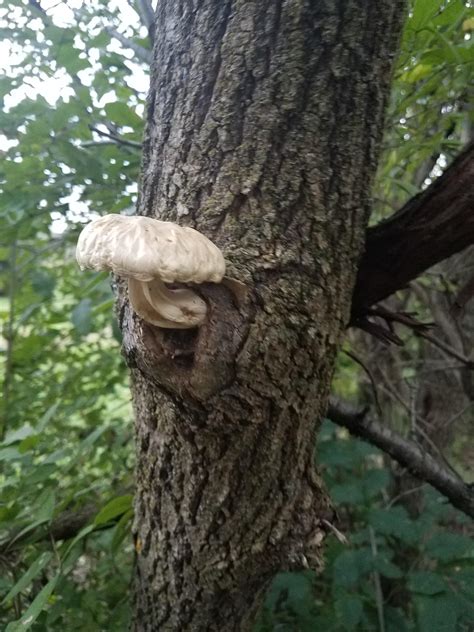 Growing out of a knot! : r/mycology