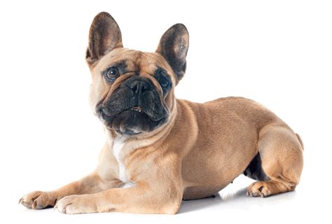 French Bulldog Colors All Frenchie Colors Explained Pawleaks