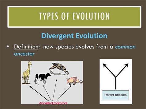 Divergent Evolution Definition