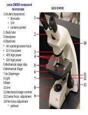 Biol A Microscopy And Stains Pptx Leica Dm Compound Microscope