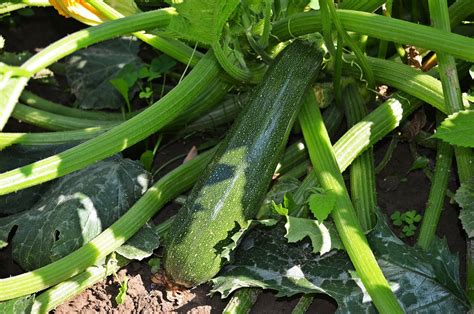 Les Jardins De L A Producteurs Locaux Trigance