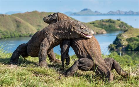 Komodo Dragon Vs. Human: Who Would Win? (And What We Can Learn)