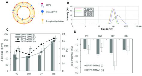 Liposome Size Characterization A Scheme Of Liposomes Composed Of Download Scientific Diagram