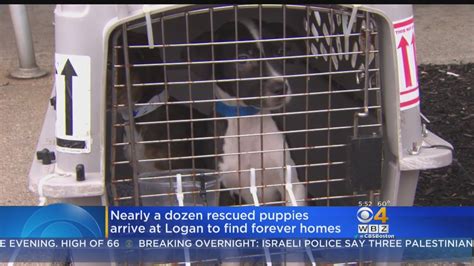 Rescued Puppies From Puerto Rico Arrive In Boston Will Be Up For