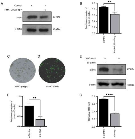 Role Of MiRlet7c5p Cmyc Signaling Axis In The Committed