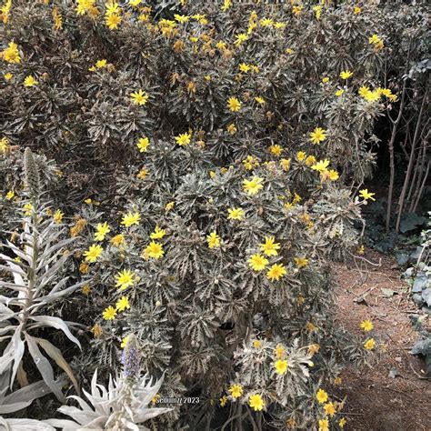 Photo Of The Entire Plant Of Yellow Bush Daisy Euryops Pectinatus