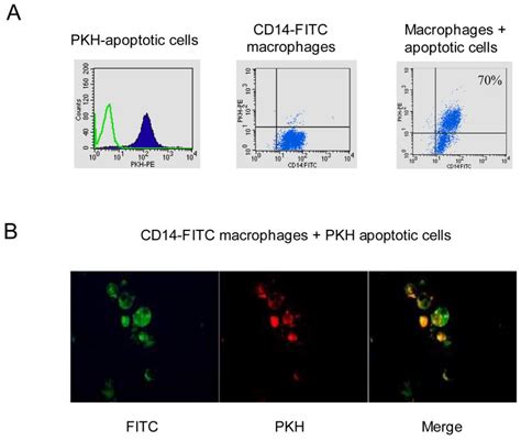 Apoptotic Cells Inhibit Lps Induced Cytokine And Chemokine Production