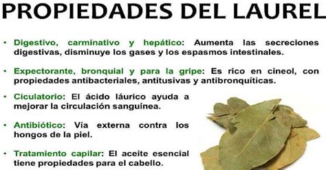 Laurel Propiedadesbeneficios Medicinales Y Contraindicaciones