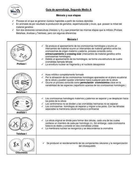 Procesos Y Etapas De La Meiosis Pdf Mitosis Mitosis