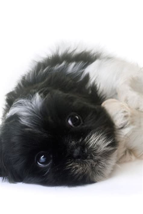 Liver Line Shih Tzu - Shih Tzu Dog