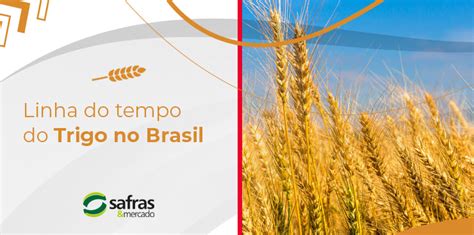 Linha Do Tempo Do Trigo No Brasil