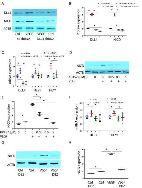 Vegf Induces Rapid Nicd Expression Through Dll Adam And