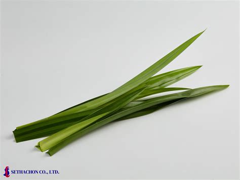 Pandan Leaf - SETHACHON CO.,LTD