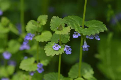 Gundermann Glechoma Hederacea Anwendung Und Wirkung Heilpraxis