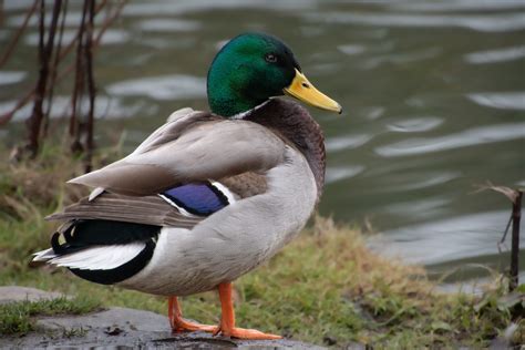 Mallard Drake Duck Free Stock Photo Public Domain Pictures