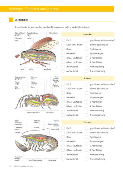 Blickpunkt Biologie Allgemeine Ausgabe 2020 Arbeitsheft 2 Westermann