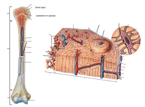 Long Bone and Osteon Diagram | Quizlet