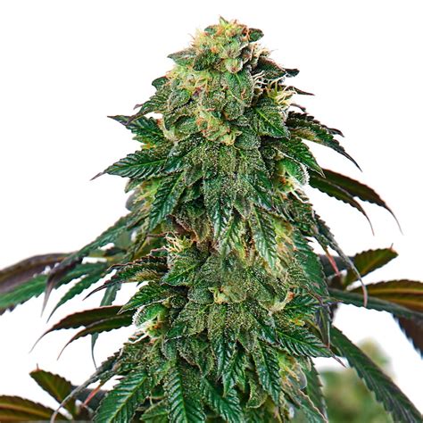 Buy Lava Cake Feminized Seeds At The Best Price