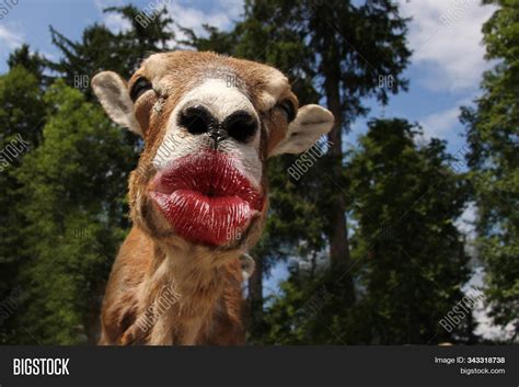 Funny Animal Kissing Image & Photo (Free Trial) | Bigstock