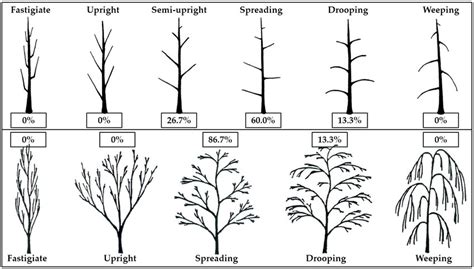 Percentage of tree habits (tree growth, habitus, or architectural ...