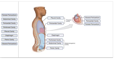 Anatomy and Physiology Chapter 1 Flashcards | Quizlet