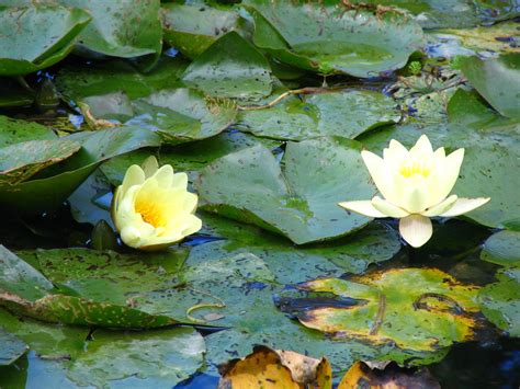 Monet S Water Lillies Water Lilly Garden Plants