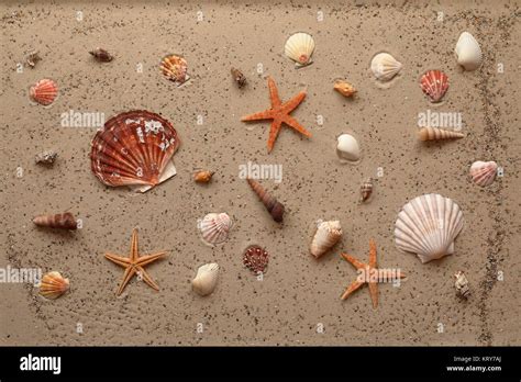 wallpaper with shells and starfish Stock Photo - Alamy