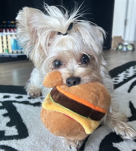 I love all these floppy ears posts so adding onto the one floppy ear