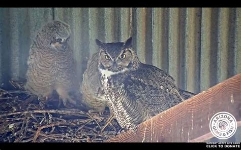 See owls live on the great horned owl live cam