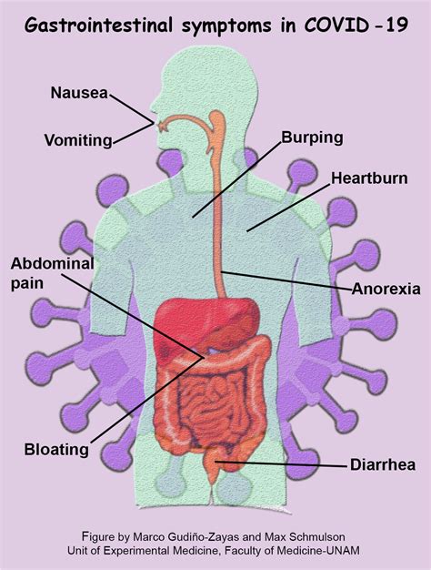 Covid Symptoms 2024 Gastrointestinal - Kelli Hendrika