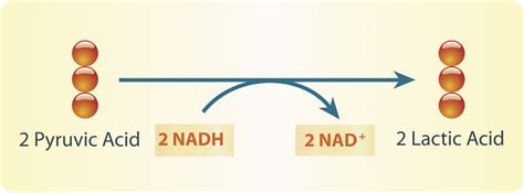 Fermentation Cell Biology