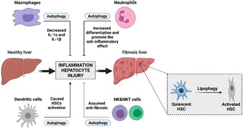 Frontiers Crosstalk Between Autophagy And Innate Immunity A Pivotal