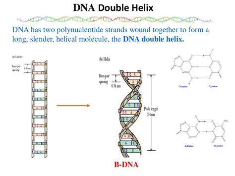 Dna Structure Double Helix Structure