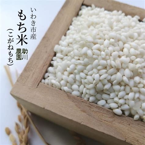 もち米 こがねもち 精米5kg いわき市産 令和5年産 農家直送米 Sticky Rice05親バカトマト 助川農園yahoo店