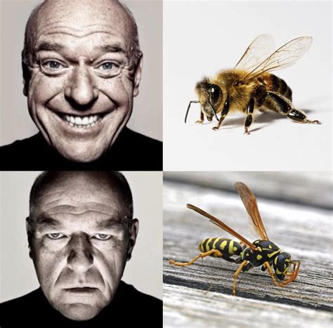Fuck Wasps R Memes