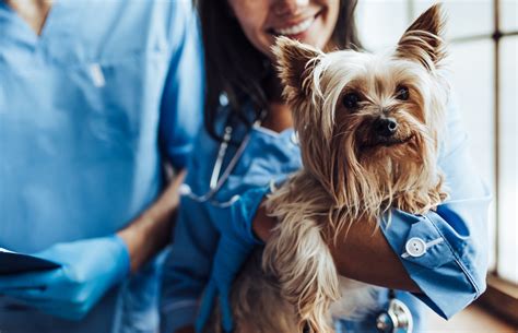 A importância dos cuidados os animais Veterinária Saúde Animal