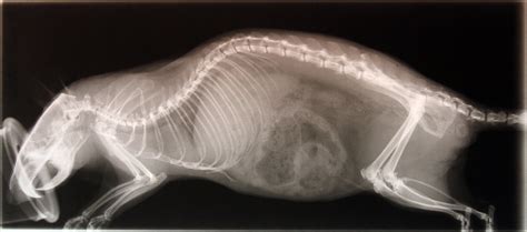 Rat XRay Lateral An XRay Of A Pet Rat Image Loaned By A C Flickr