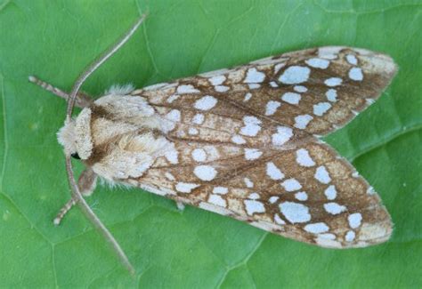 Hickory Tussock Moth: Identification, Life Cycle, Facts & Pictures