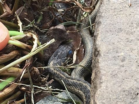 Snake blue eyes | Irvine Nature Center