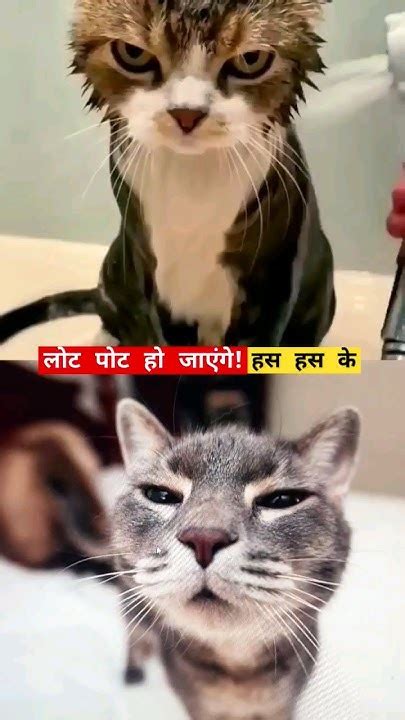 लोट पोट हो जाएंगे हस हस केcat Funny Moments 🐈 😻 🤣🤣🔥🔥😍😍 Shorts Cat