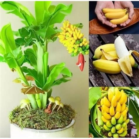 Dwarf Banana Seed Dwarf Cavendish Banana Shopee Malaysia