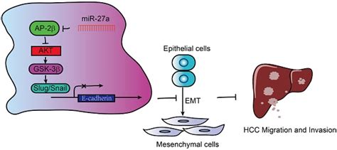 Ap 2β Inhibits Hepatocellular Carcinoma Invasion And Metastasis Through Slug And Snail To