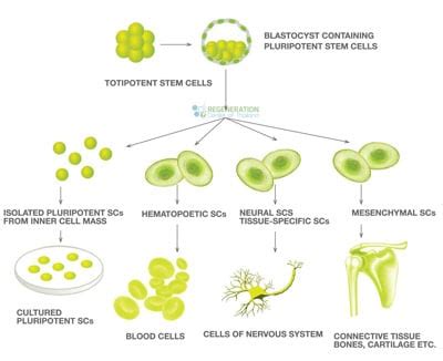 Genetic Engineering of Mammalian Stem Cells