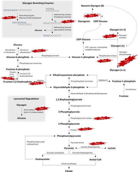 Glycogen Storage Disease Type A Gsd A Dandk Organizer