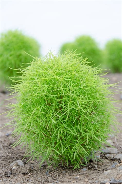 How To Grow Kochia Plant Easily Bassia Scoparia Care India Gardening