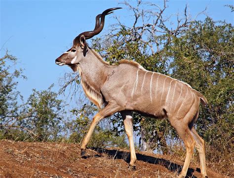 Plants Insects And Animals Greater Kudu