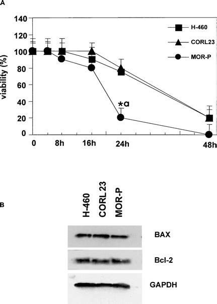 Panel A Time Course Of Camptothecin Induced M Cytotoxicity In