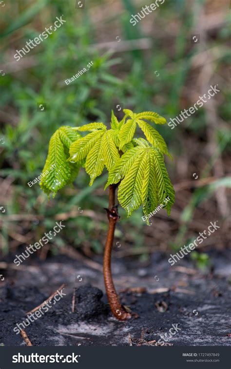 730 Chestnut Seedling Images, Stock Photos & Vectors | Shutterstock